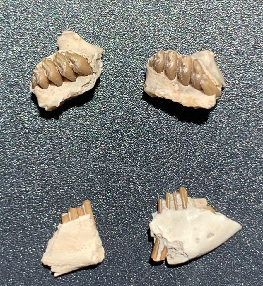 White river Paleolagus rabbit  jaws & palates