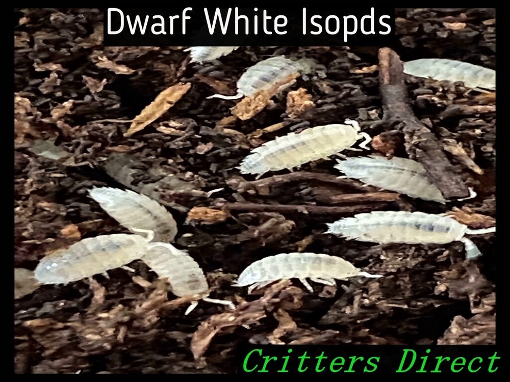 Dwarf White Isopods, By Critters Direct