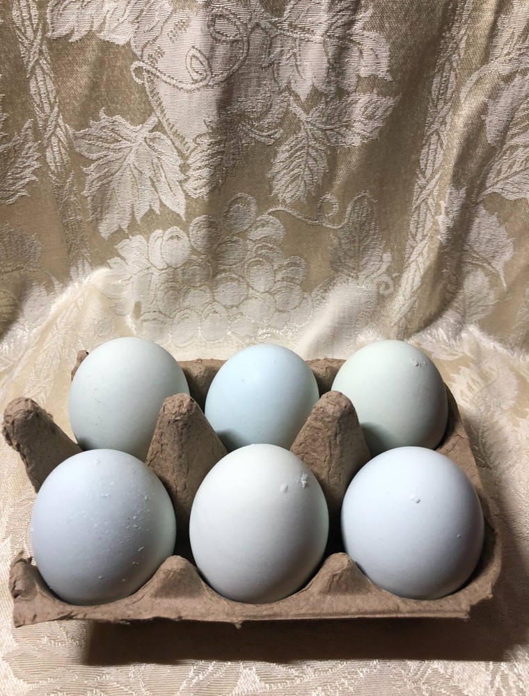 Prairie Blue Bell Hatching Eggs (10+)