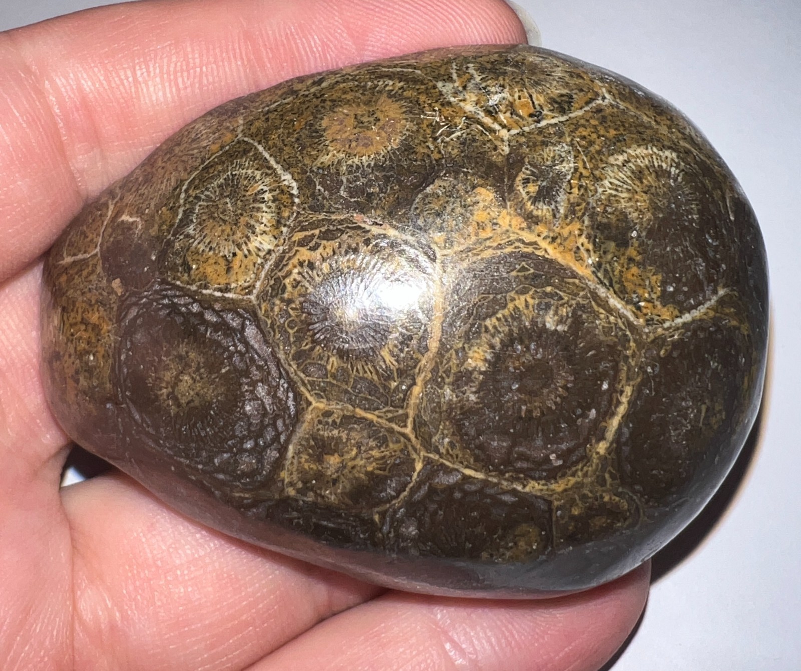 Moroccan Pre Dinosaur Fossil Polished Coral Lot 3 Inches One Per Order