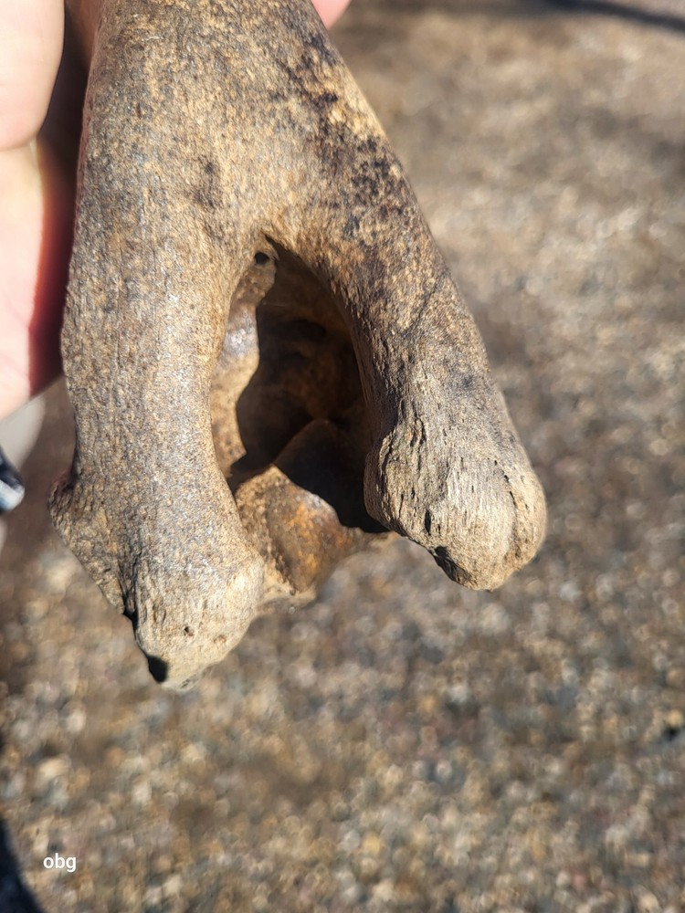 Historic Bison Humerus Bone not a fossil
