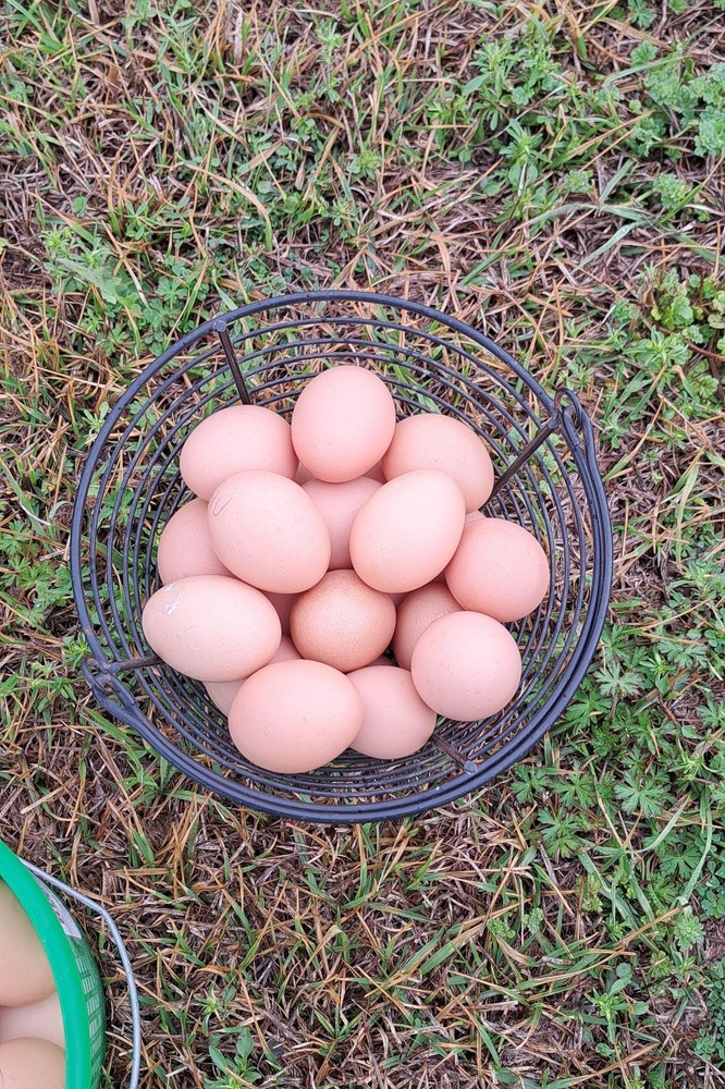 12 Blue Croad Langshan Hatching Eggs