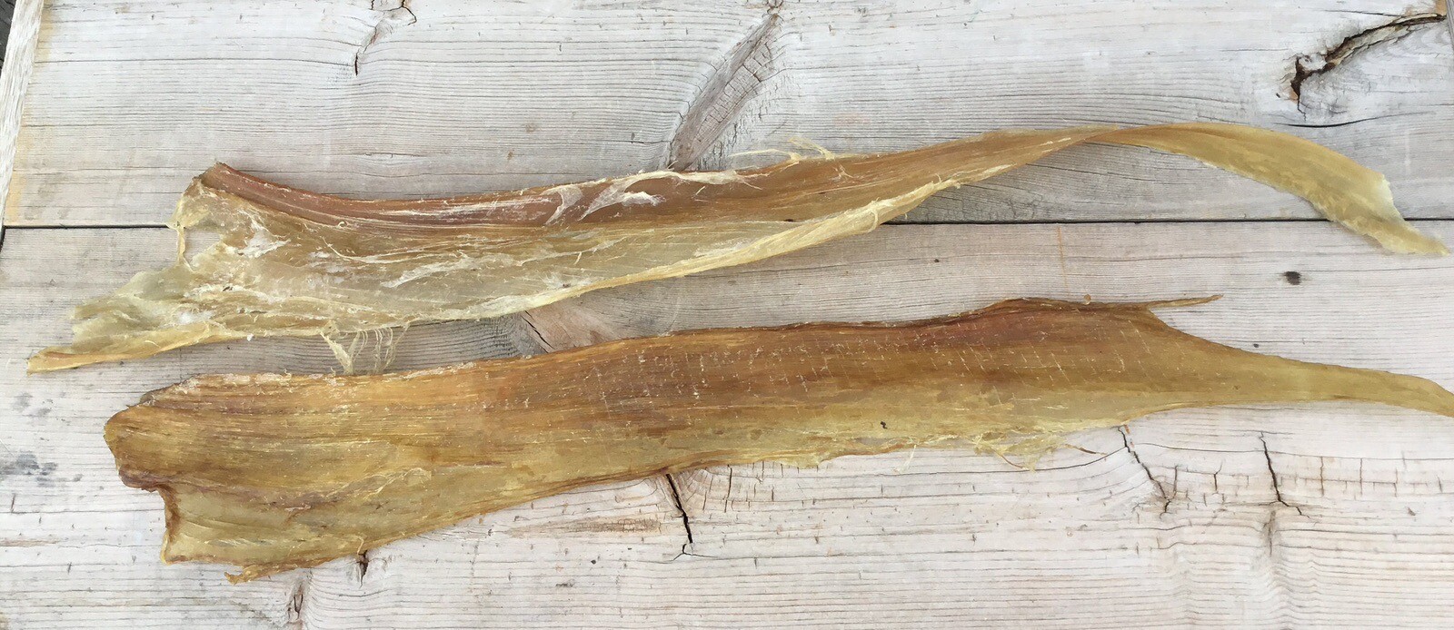 2 Elk Backstrap Sinew Authentic 19-22”