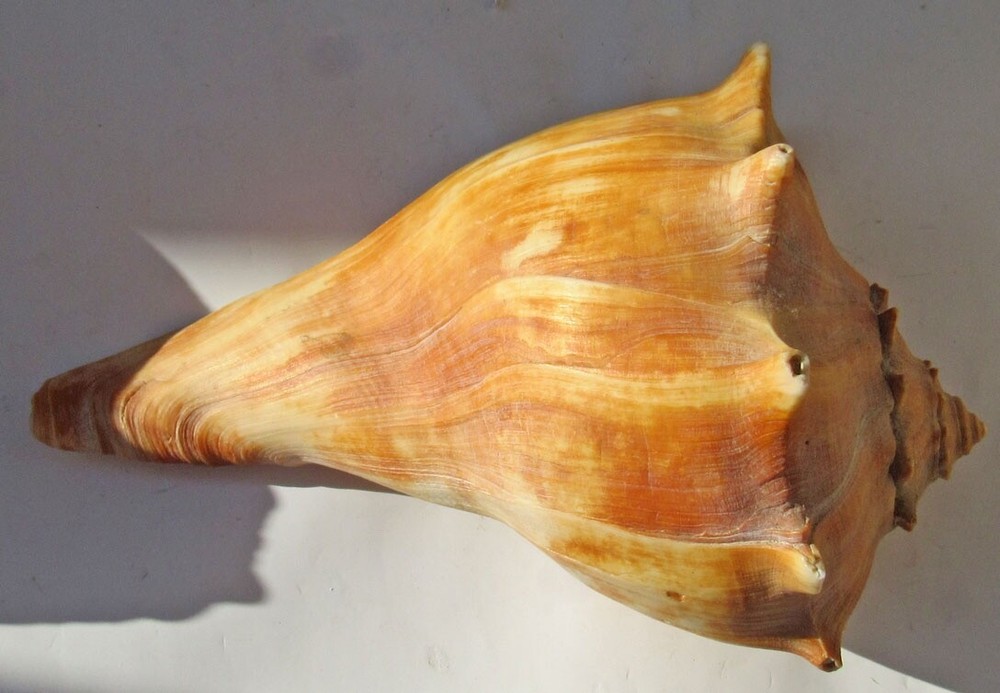 Conch Snail Sea Shell 8.25 inches