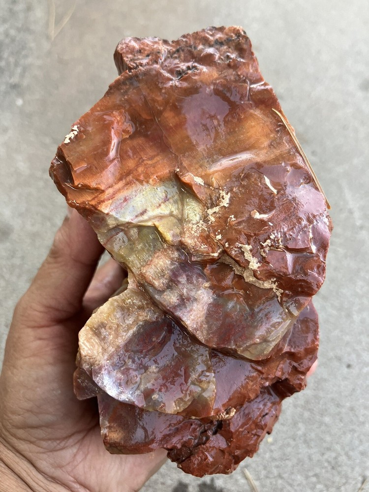Arizona Petrified Wood