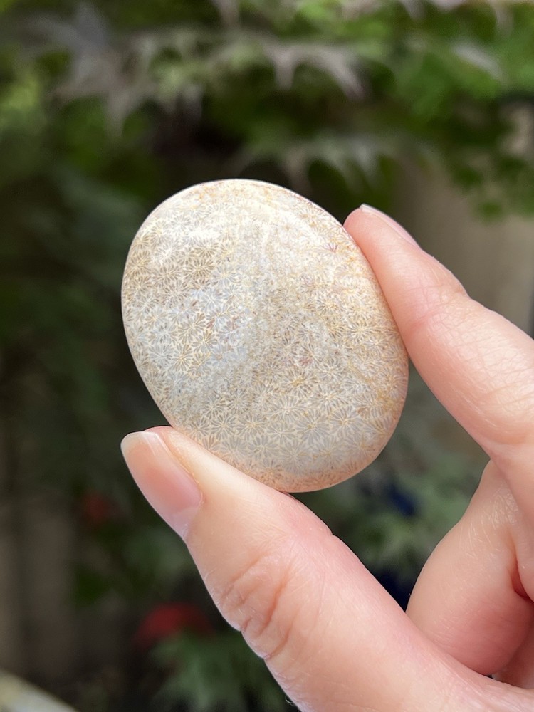 Fossilized Coral Crystal Palmstone AAA+ 31