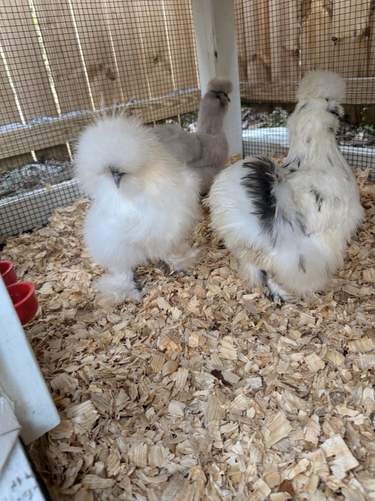 6 ct hatching silkie assorted colors