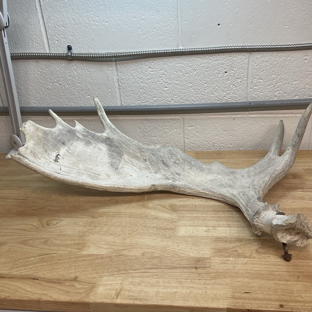 Genuine Moose Antler 30” & 6.95lbs