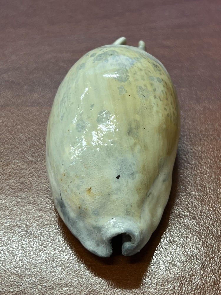 EXTINCT Fossilized COWRIE Shell From Central Florida, Pliocene Era.