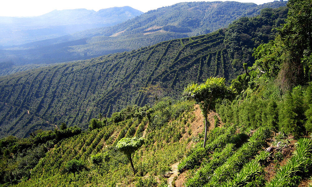 Jamaican Blue Mountain Coffee Beans Peaberry Dark Roasted 10 Pounds 1 Pound Bags