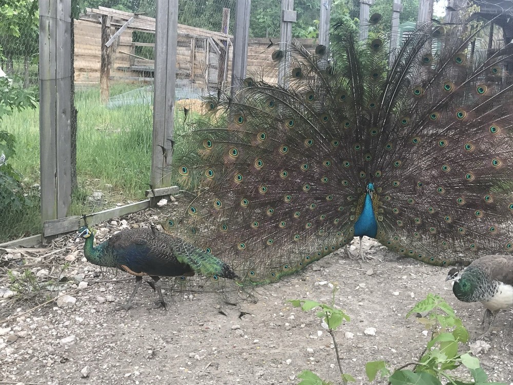 3 Java Green Purple Spaulding hatching eggs.