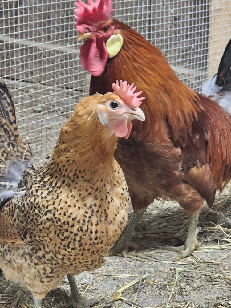 6+Rare Standard Buttercup Chicken Hatching Eggs