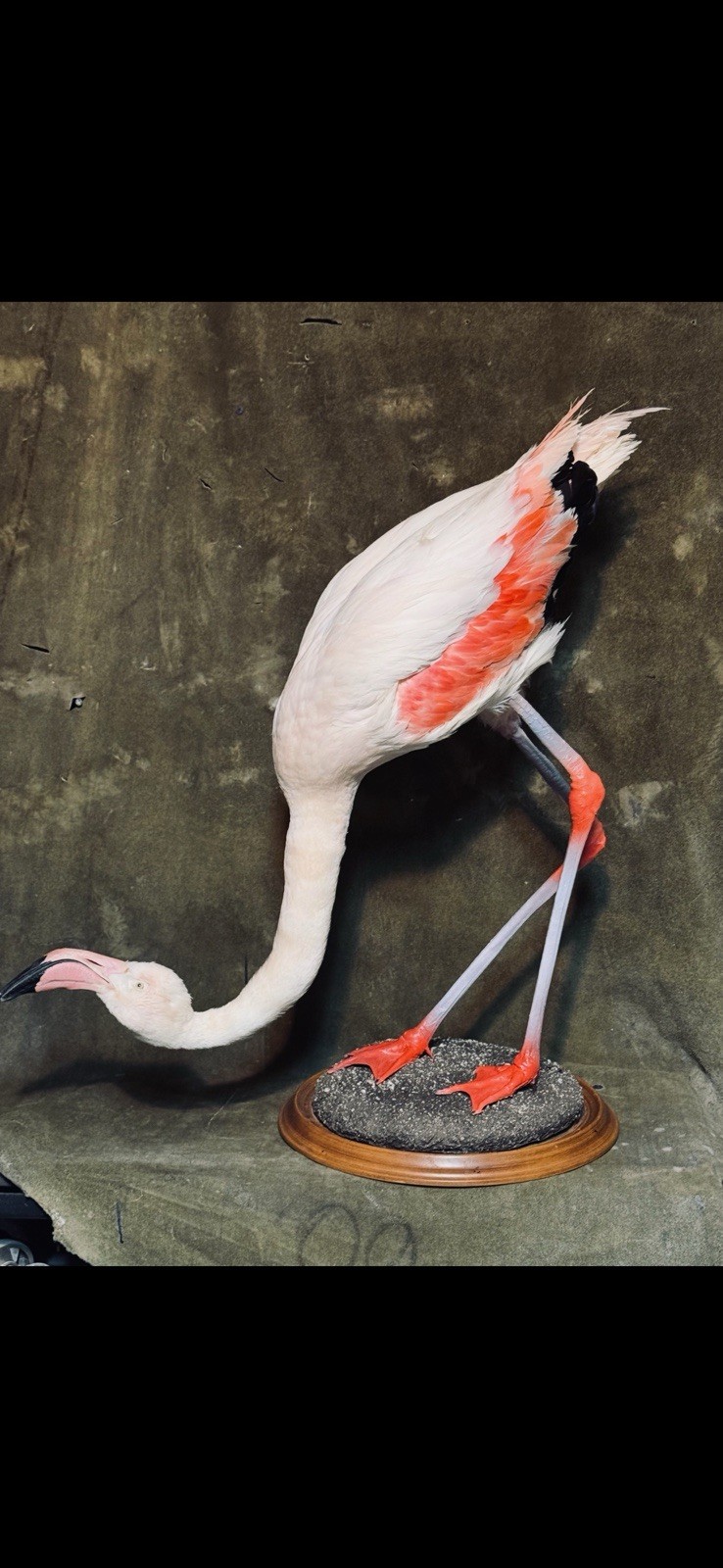 FHDARI2 - Chilean Flamingo Museum quality Taxidermy mount bird
