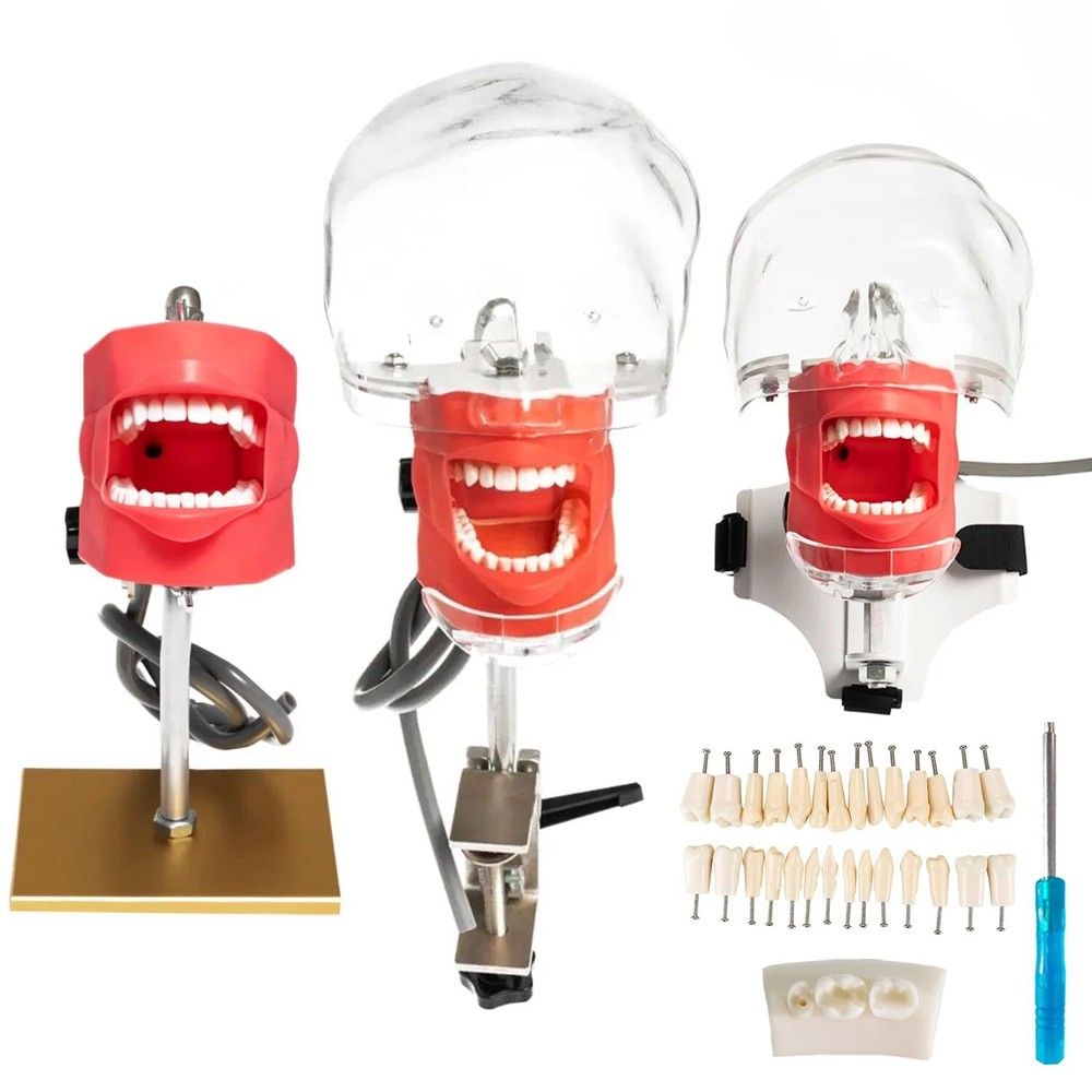 Dental Simulator Phantom Head with Teeth Simple Head Model for Teaching Training