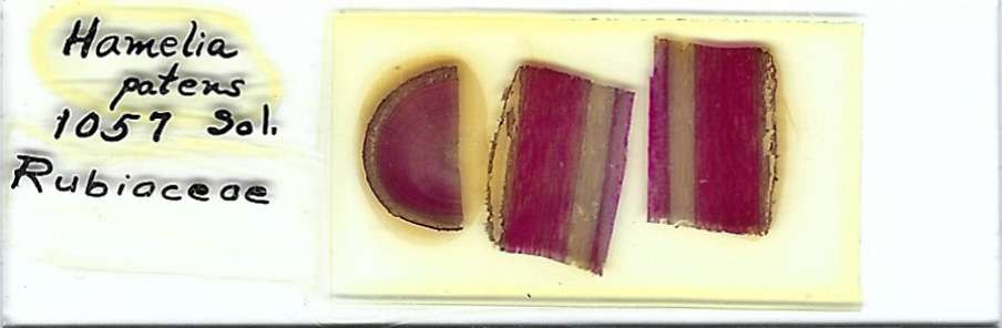 Firebush Hamelia patens Microscope Slide