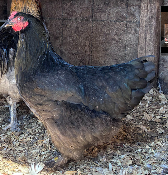 Mars Bars Olive Egger Fertile Hatching Eggs Kit 10++