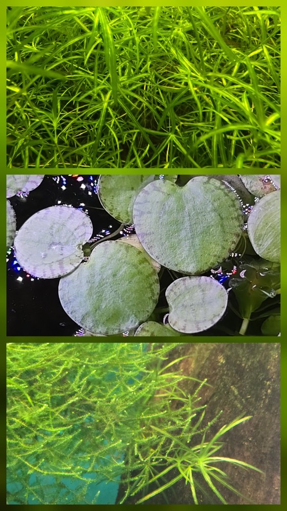 Live Aquarium Plant Water Quality Bundle – Guppy Grass, Frogbit & Java Moss