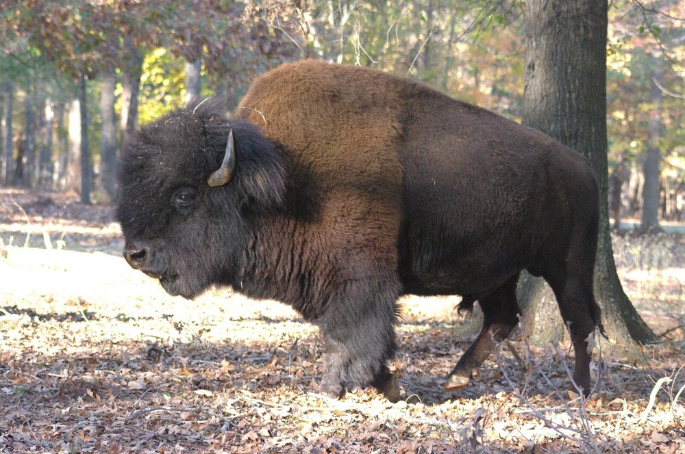 Buffalo Taxidermy Reference Photo Cd