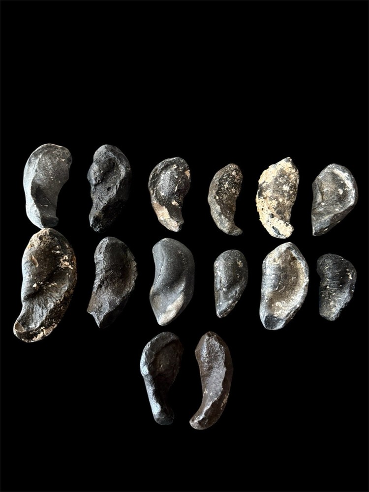 FOSSIL WHALE EAR BONES FROM FLORIDA!!!