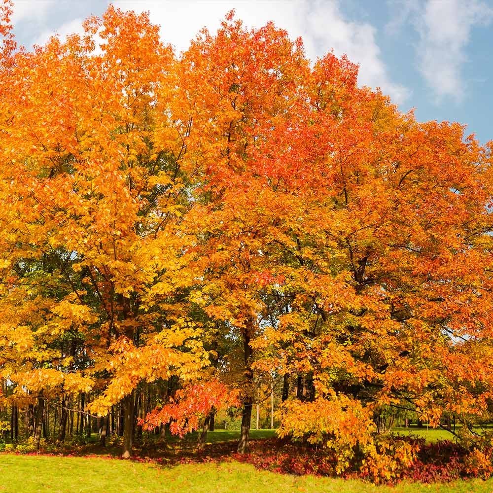 1 Northern Red Oak Tree 12-24" Quercus rubra Bare Root