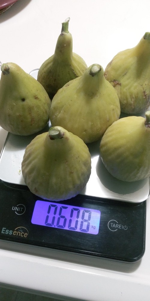 WHITE MADEIRA FIG TREE - 1 Bare root 2 years old