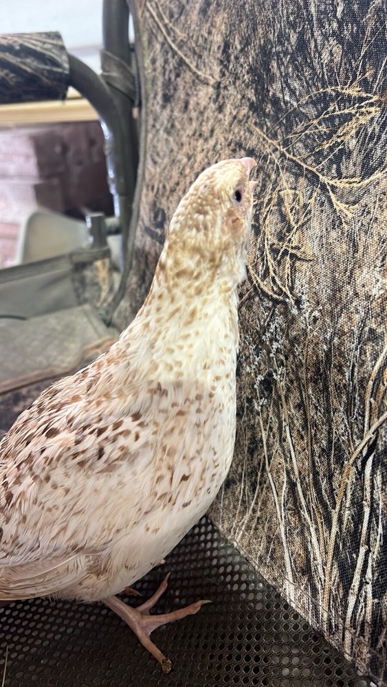 12 mix count Ginger and Cinamon Quail Coturnix hatching eggs