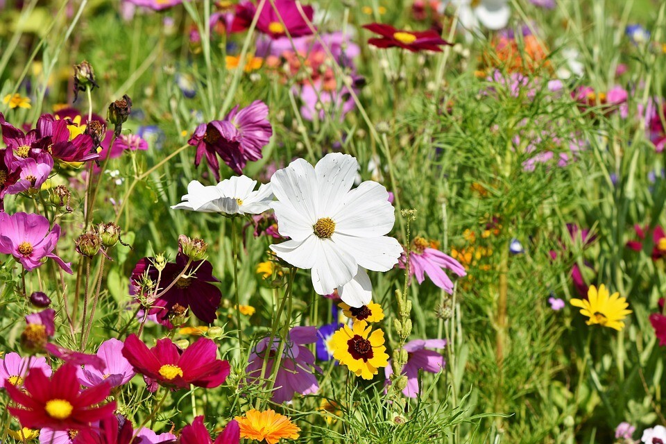 ALL PERENNIAL Wild Flower Mix. Pollinator Food, Garden Heirloom, 1200+ Seeds