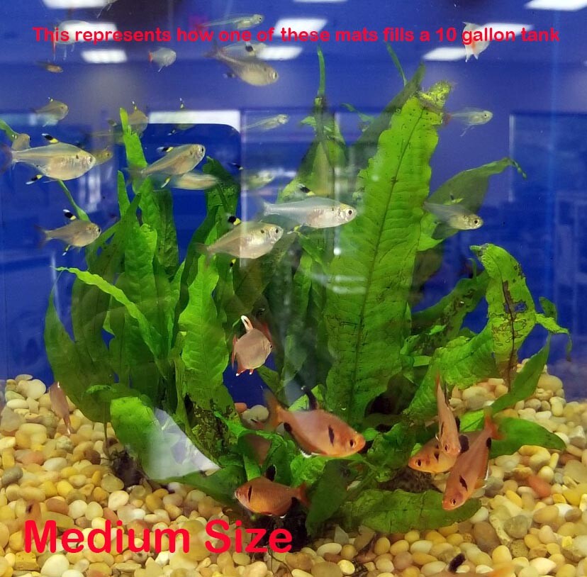 LARGE Java Fern plants on LARGE mat (between 15 and 30 plants) BFFGA