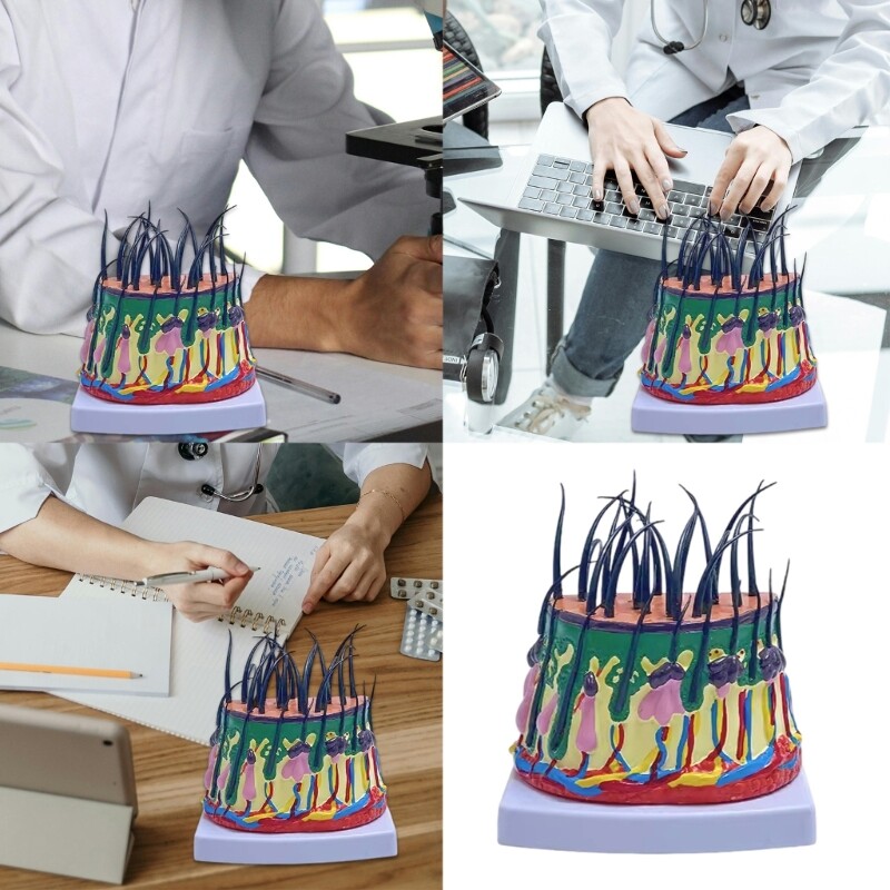 Scalp Structure Model 50X Scalp Anatomical Model for Science Classroom Learning