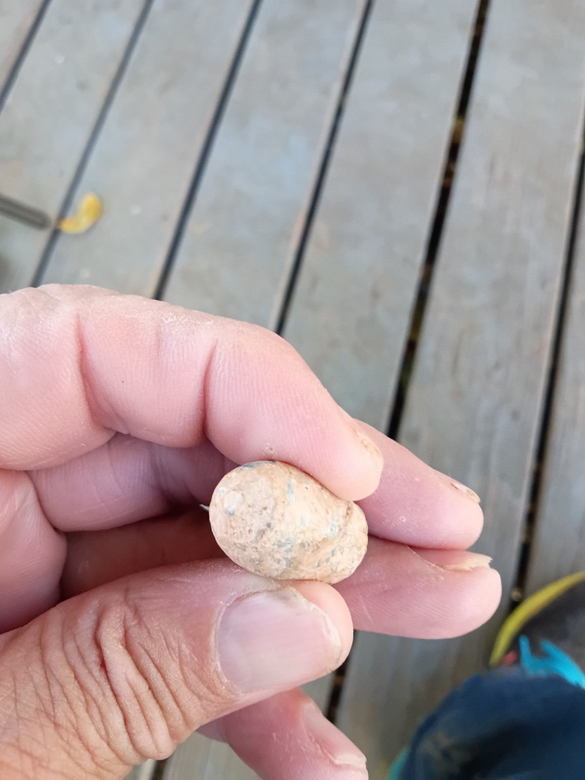 Civil War (1861-65) Original CS Nose Cast .577 ENFIELD Alexandria Louisiana