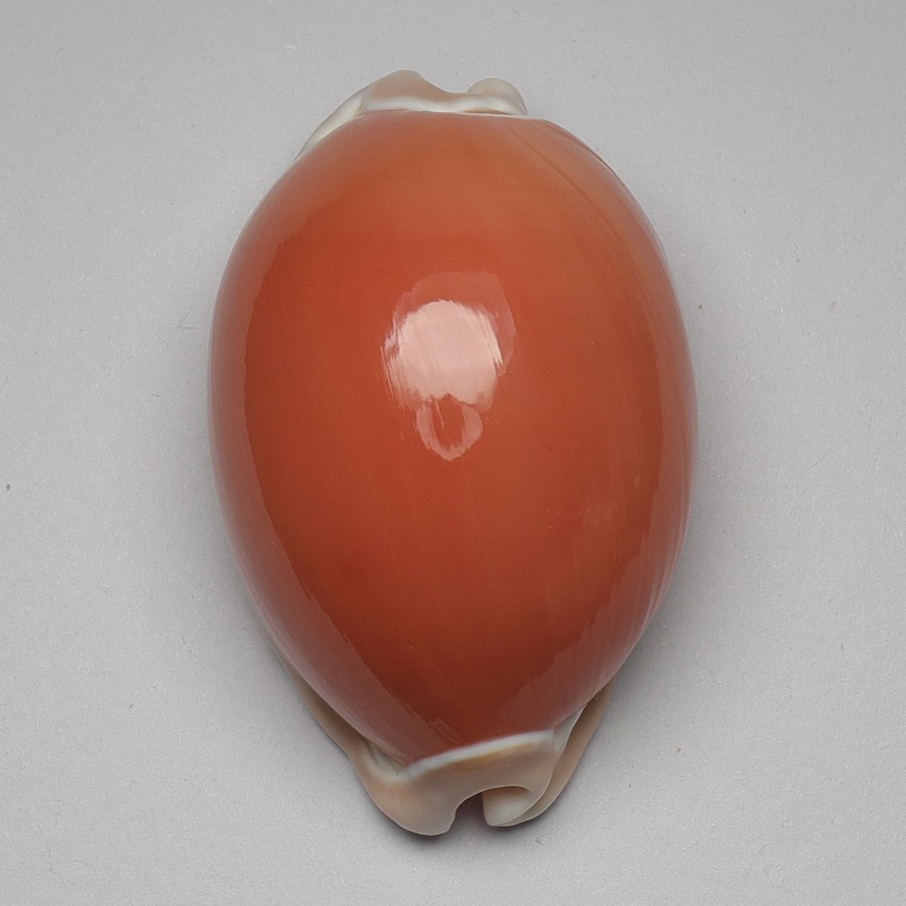 Callistocypraea aurantium 77.3mm shells seashells sea shells 26077B2