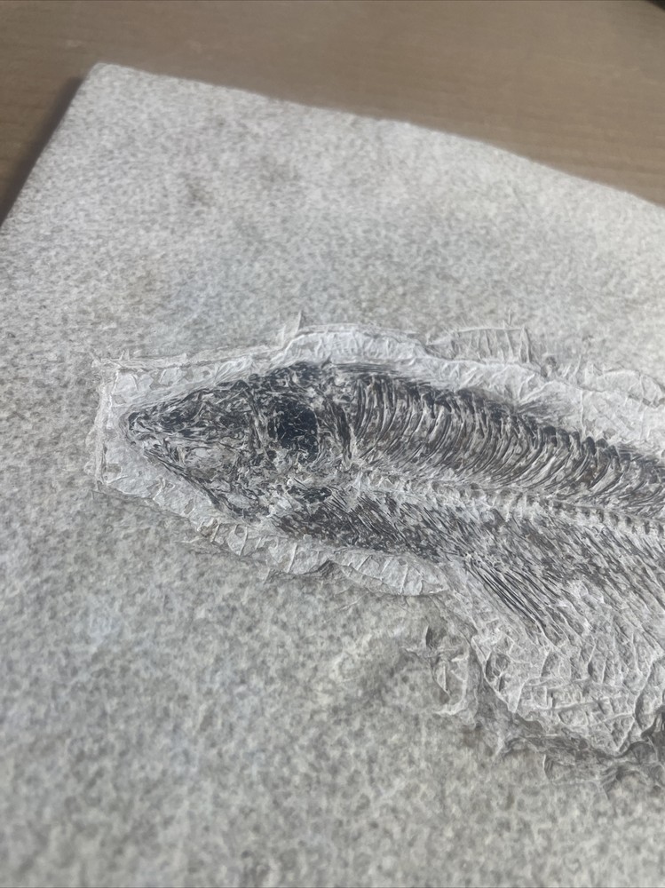Fossil Fish 8.5 X 10.5