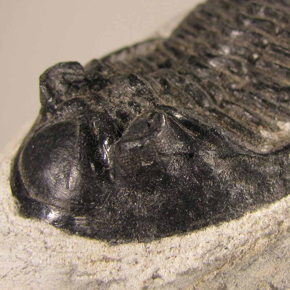 2.5" Hollardops TRILOBITE Fossil on Matrix - Devonian Age - Morocco