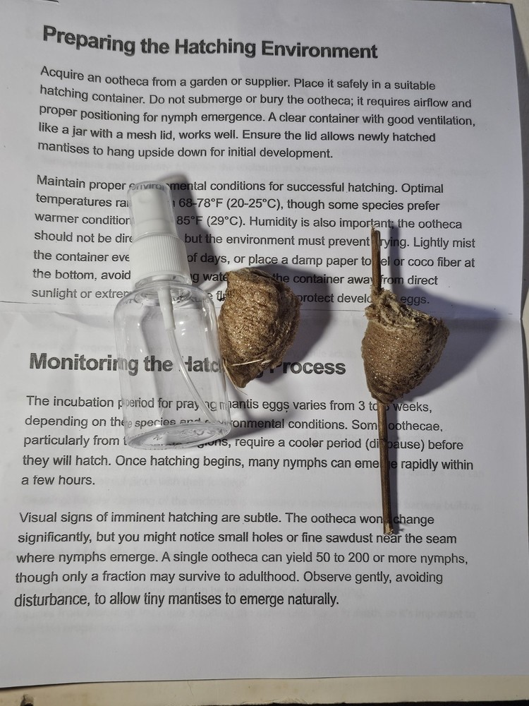 TWO PIECES LIVE PRAYING MANTIS EGG CASE OOTHECA FOR 2026 HATCHING