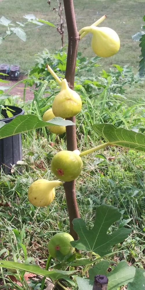 WHITE MADEIRA FIG TREE - 1 Bare root 2 years old