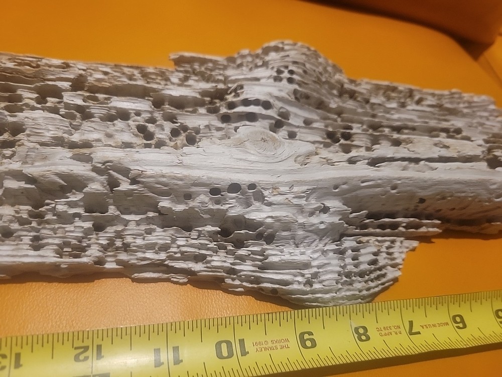 Driftwood