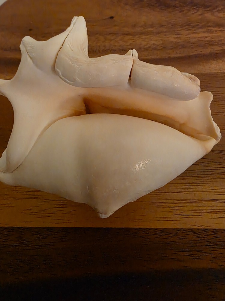Ocean Seashell Lot - Estate Find