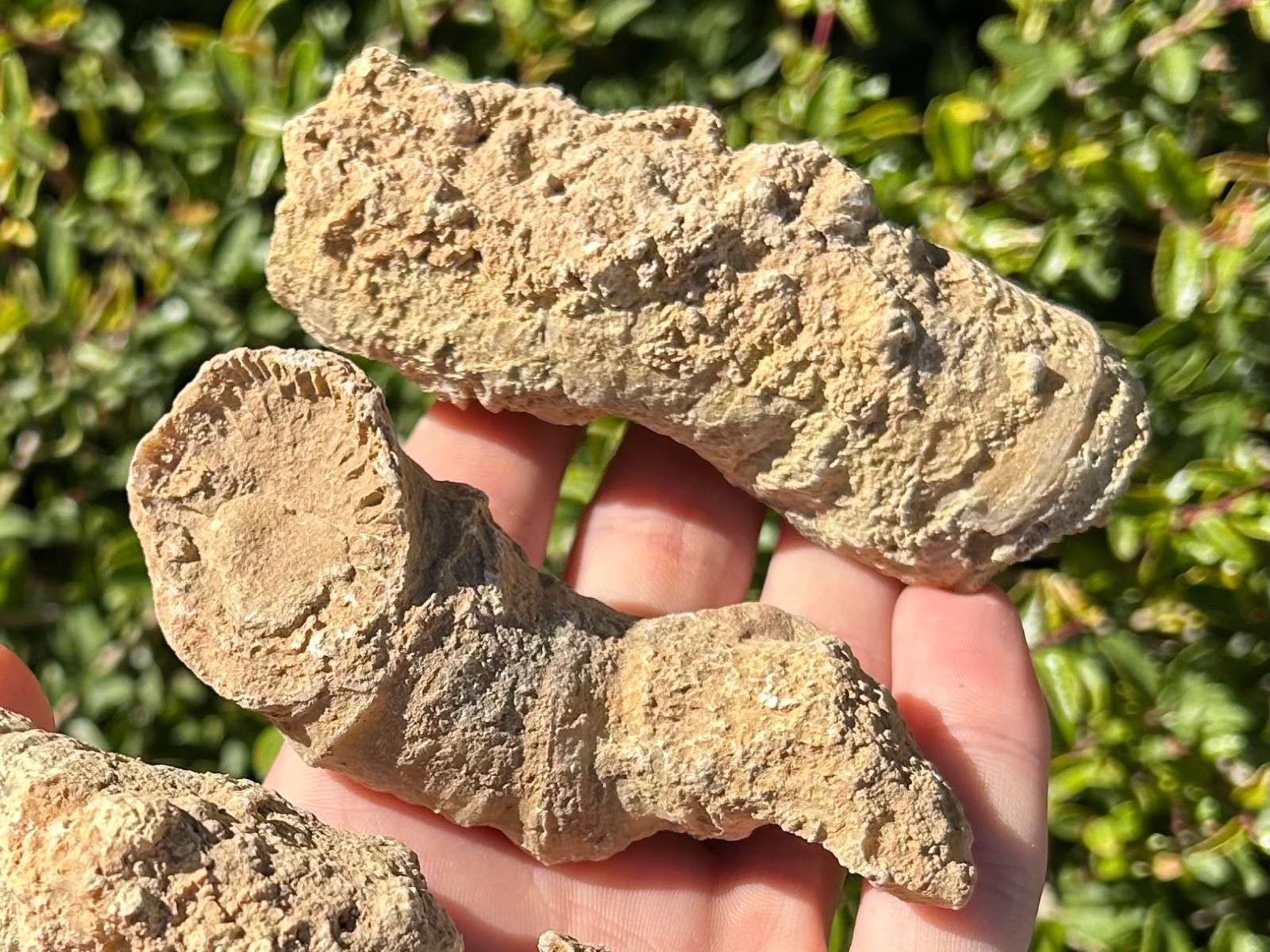 BIG Texas Fossil Horn Coral LOT OF 5 Caninia sp. Pennsylvanian Age