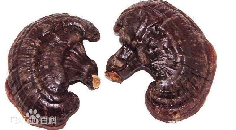 Ganoderma Lucidum 吉林省白山市靈芝