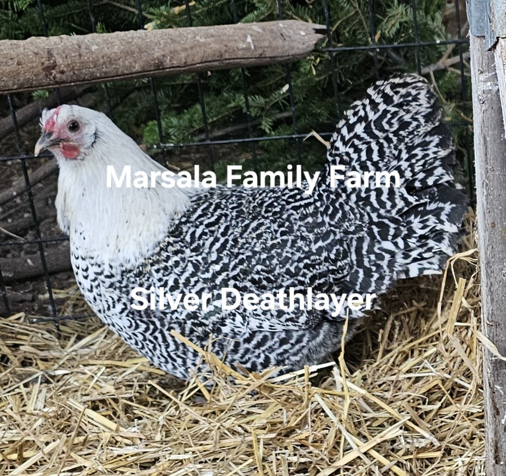 6 Silver Deathlayer Chicken Hatching Eggs-Presale April