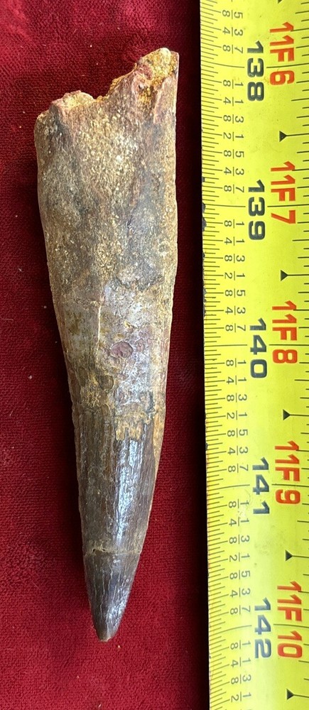 Authentic 4” Spinosaurus Tooth Fossil