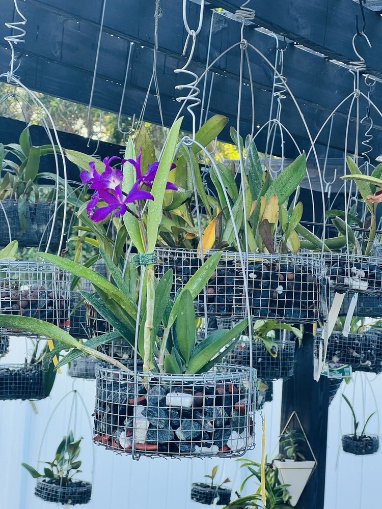 Orchids hanging baskets