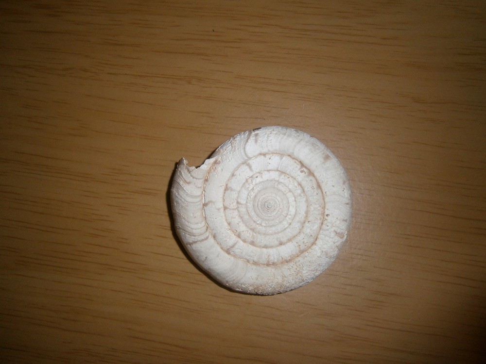 Vintage fossil or cast???? 5.7cm's (E15d)