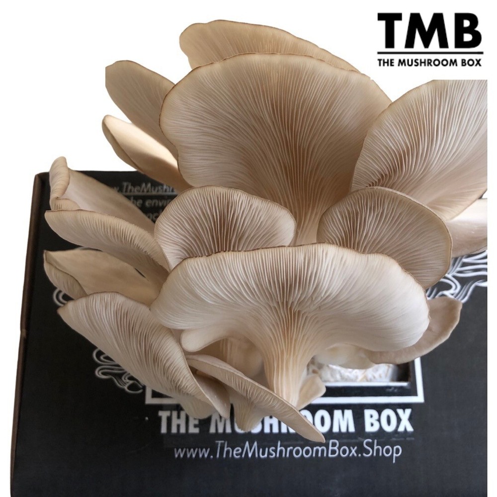 Pearl Oyster - Mega Mushroom box