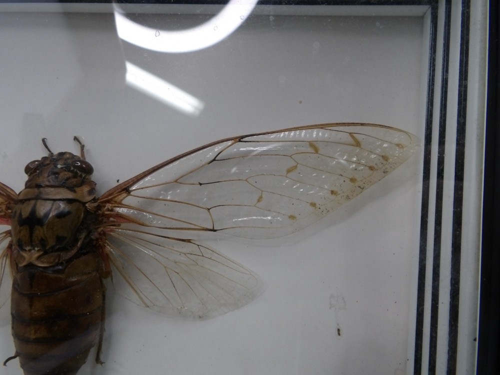 Shadow Box Frame Display Giant Cicada Real Specimen wall Mount Insect Winged