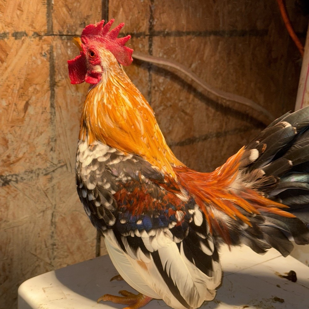 18++Small/Micro A&B SERAMA Hatching Eggs