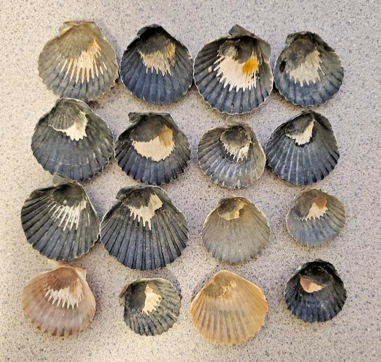 12 PCS SCALLOP SHELLS CRAFT DECOR