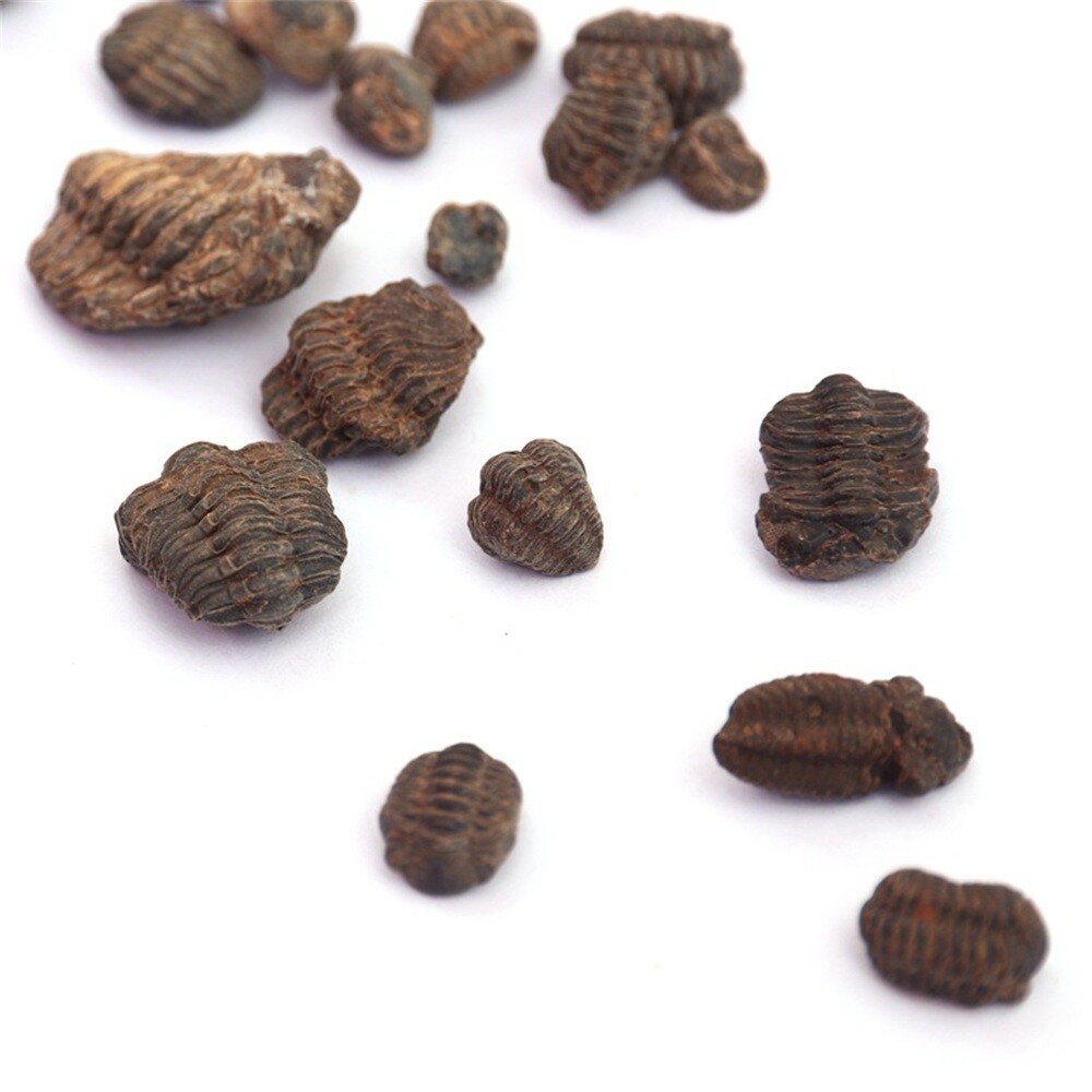 Random 1pc Mini Trilobite Fossil Reedops Phacops Devonian Stone Morocco Specimen