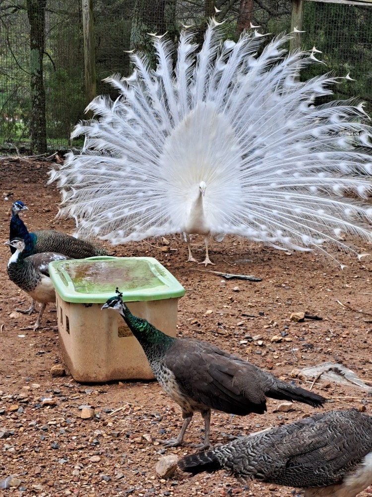 4 Peacock Hatching Eggs