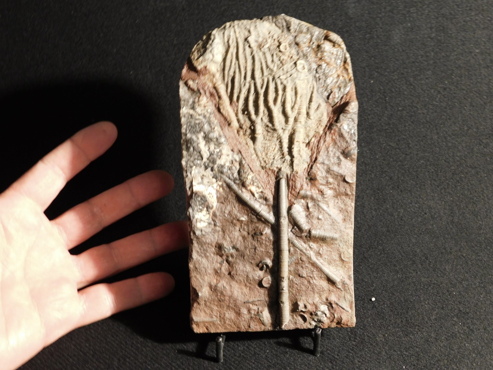 430 Million Year Old! CRINOID Fossil or Sea LILY Fossil Morocco 505gr